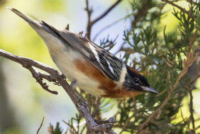 Baybreasted_warbler.jpg