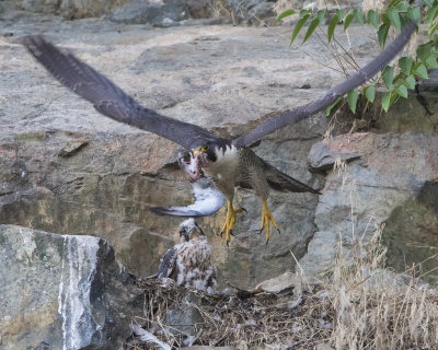 Peregrine_takes_off_from_baby_with_prey.jpg