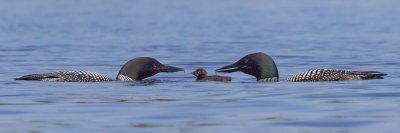 Loon_parents_both_bring_baby_fish.jpg