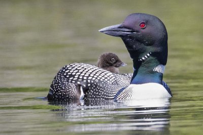 Loon_with_baby_behind.jpg