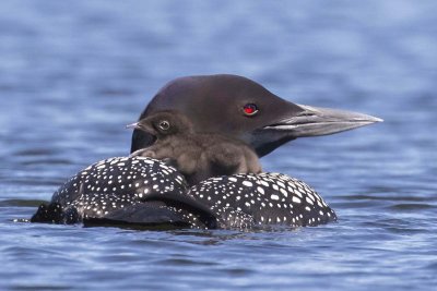 Loon_with_baby_calling_on_back.jpg