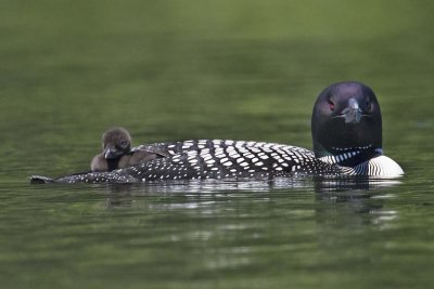 Loon_stares_with_baby_at_rear.jpg