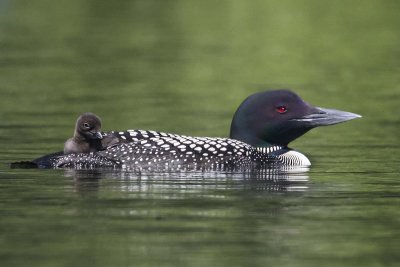 Loon_with_baby_in_back.jpg