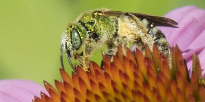 Green_Metallic_Bee_on_cone_flower.jpg