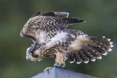 Peregrine_fledgling_stretches_on_rooftop.jpg