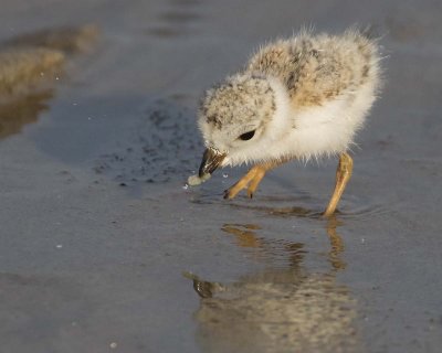 Piing_Plover_baby_gets_prey.jpg