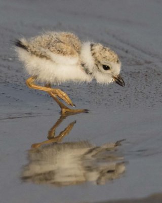 Piping_Plover_baby_lifts_foot_in_water.jpg