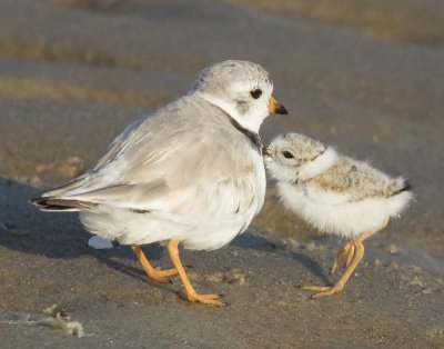 Piping_Plover_baby_leans_into_mom.jpg