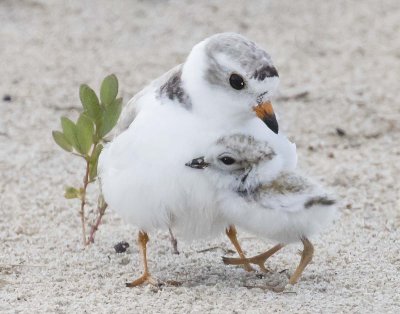 Piping_Plover_baby_against_mom.jpg