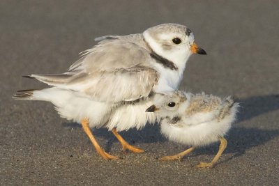 Piping_Plover_poses_with_baby.jpg