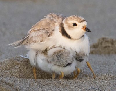 Piping_Plover_with_3_pushing_under_her.jpg