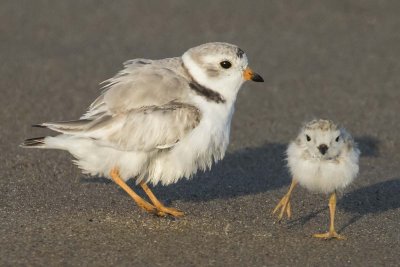 Piping_Plover_with_baby_facing_forward.jpg