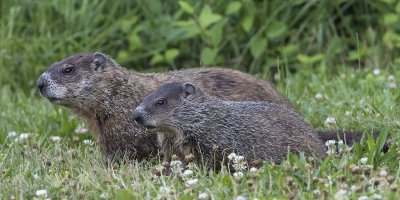 Groundhog_mom_and_juvenile.jpg