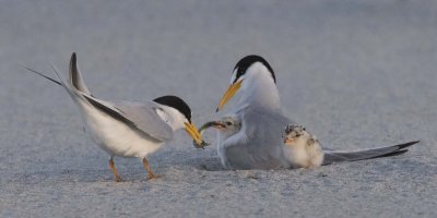 Least_Tern_dad_grabs_end_of_fish_for_baby.jpg