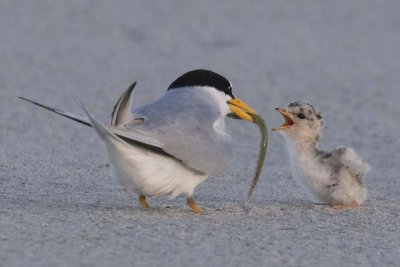 Least_Tern_baby_begs_dad_for_fish.jpg