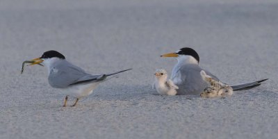 Least_Tern_dad_moves_with_fish_1_baby_falls_by_mom.jpg