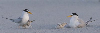 Least_Tern_baby_tries_to_swallow_fish_with_2nd_by_mom.jpg