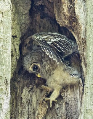 Barred_Owlet_climbs_and_flaps.jpg