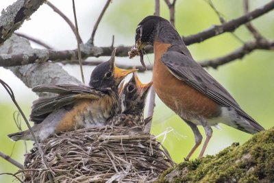 Robin_dad_comes_with_worms.jpg