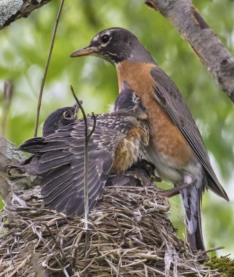 Robin_3_young_1_leans_on_chest.jpg