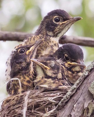 Robin_foursome_in_nest.jpg