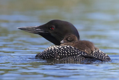 Loon_with_baby_on_back.jpg