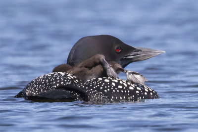Loon_baby_stretches_legs_behind_mom.jpg