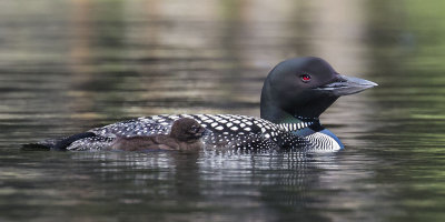 Loon_baby_swims_next_to_mom.jpg
