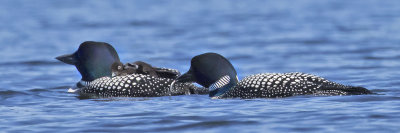 Loon_dad_brings_fish_baby_scratches_on_moms_back.jpg