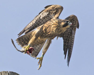 Peregrine_fledgling_takes_off_with_prey.jpg