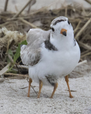 Piping_Plover_mom_turns_with_baby_underneath.jpg