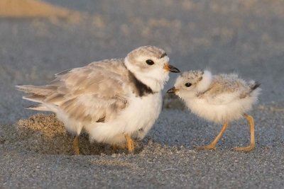 Piping_Plover_with_1_under_1_coming.jpg