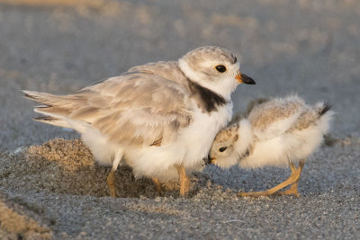 Piping_Plover_with_baby_entering.jpg