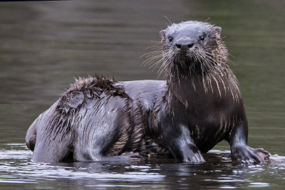 Otter_staring_on_water_log.jpg