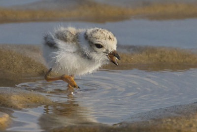 Piping_Plover_baby_grabs_snack.jpg