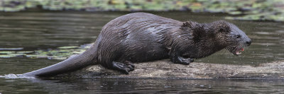 Otter_on_log_yelling.jpg
