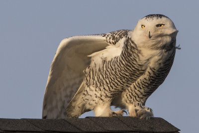 Snowy Owl stretchess on roof.jpg