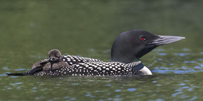 Loon_baby_on_moms_back.jpg