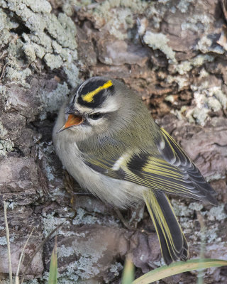 Goldencrowned_kinglet_calling.jpg
