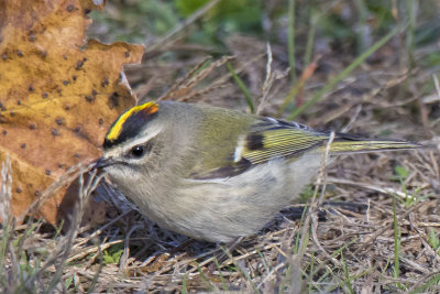 Goldencrowned_kinglet_by_leaf.jpg