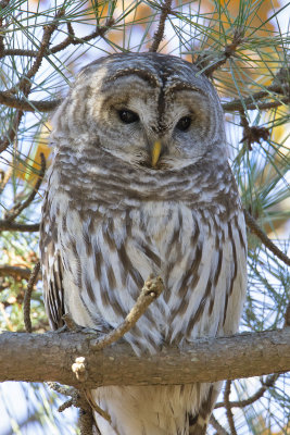 Barred_Owl_in_pine_grove.jpg