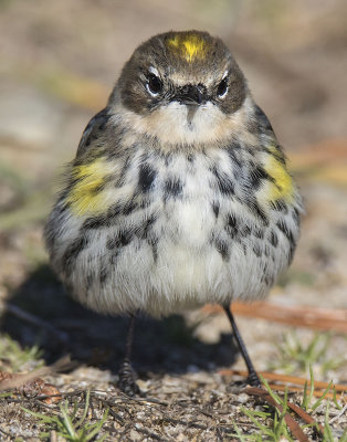 Yellowrumper_warbler_facing_in_November.jpg