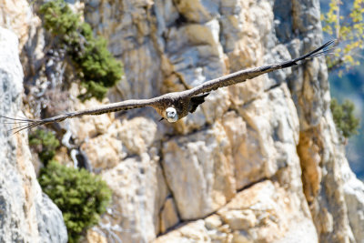 Griffon vulture - Vautours fauves