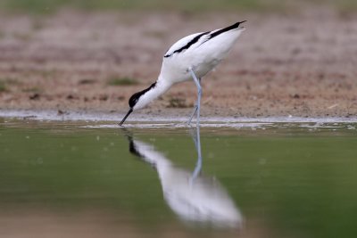 Avocet - Avocette élégante