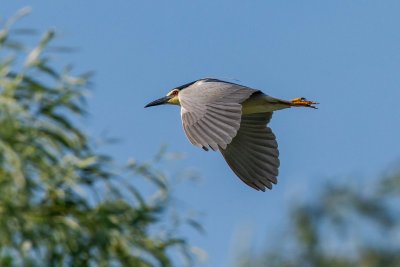 Night Heron - Bihoreau gris