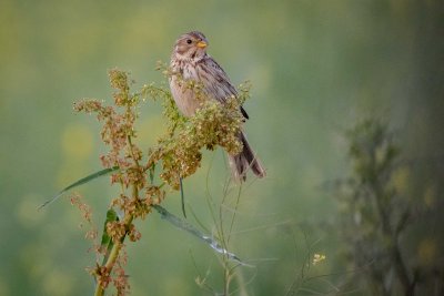 Corn Bunting - Bruant Proyer