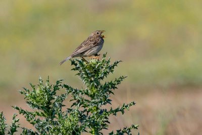 Corn Bunting - Bruant Proyer