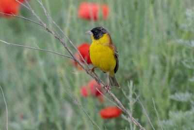 Black headed Bunting - bruant mélanocéphale