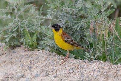 Black headed Bunting - bruant mélanocéphale