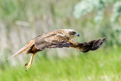 Marsch Harrier - Busard des roseaux